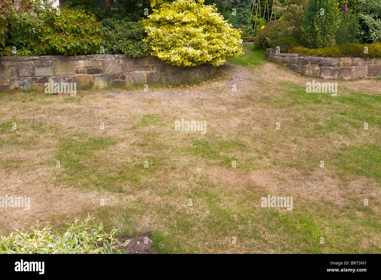 Parched lawn through lack of rain, England Stock Photo