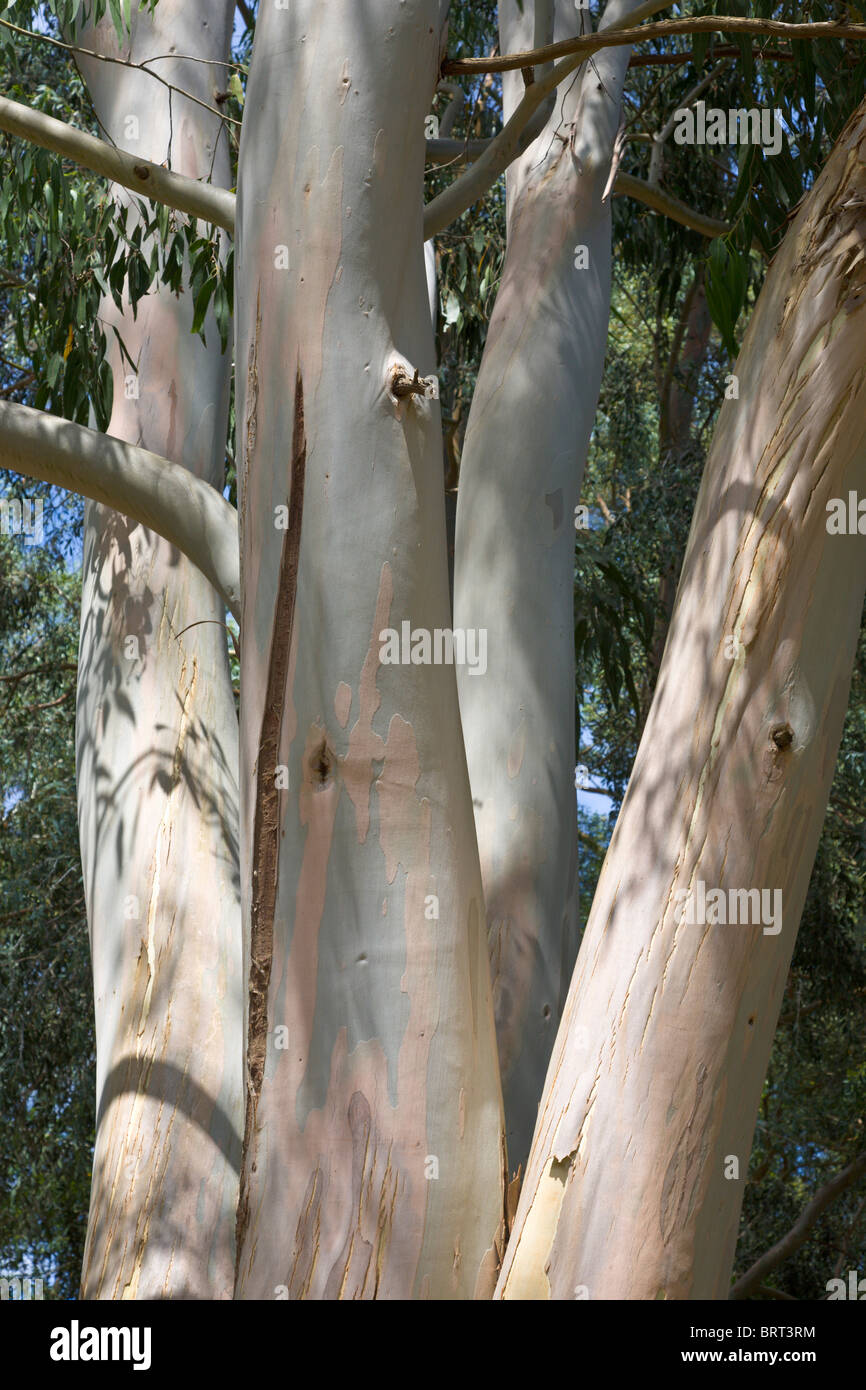 Bark of a Eucalyptus Tree Stock Photo