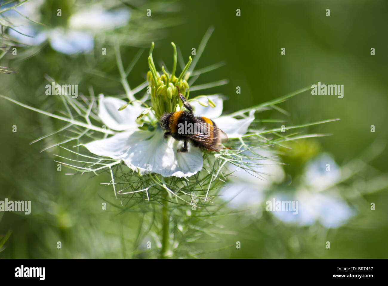 Bumble Bee collecting pollen Stock Photo
