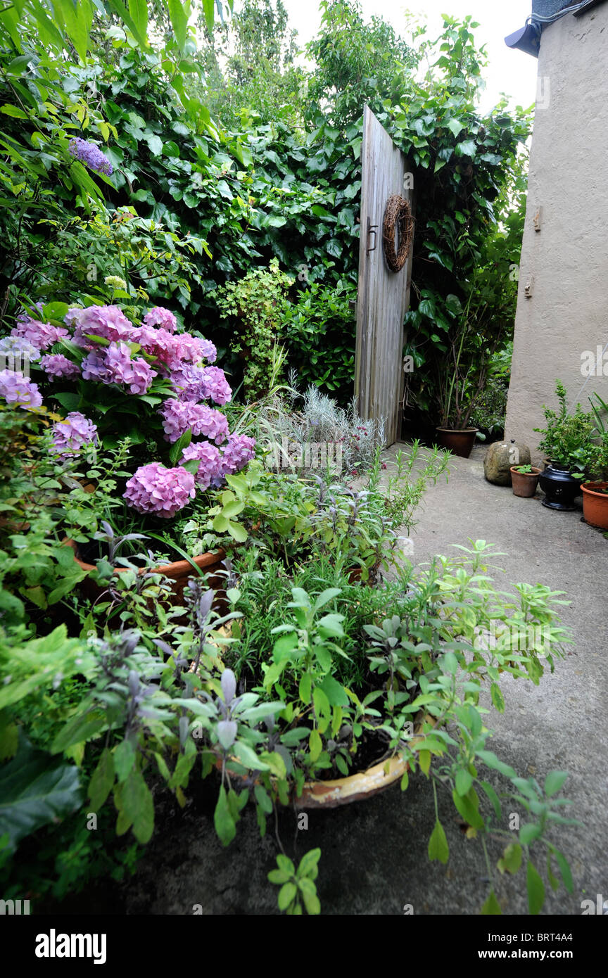 Small cottage garden Oxfordshire UK Stock Photo