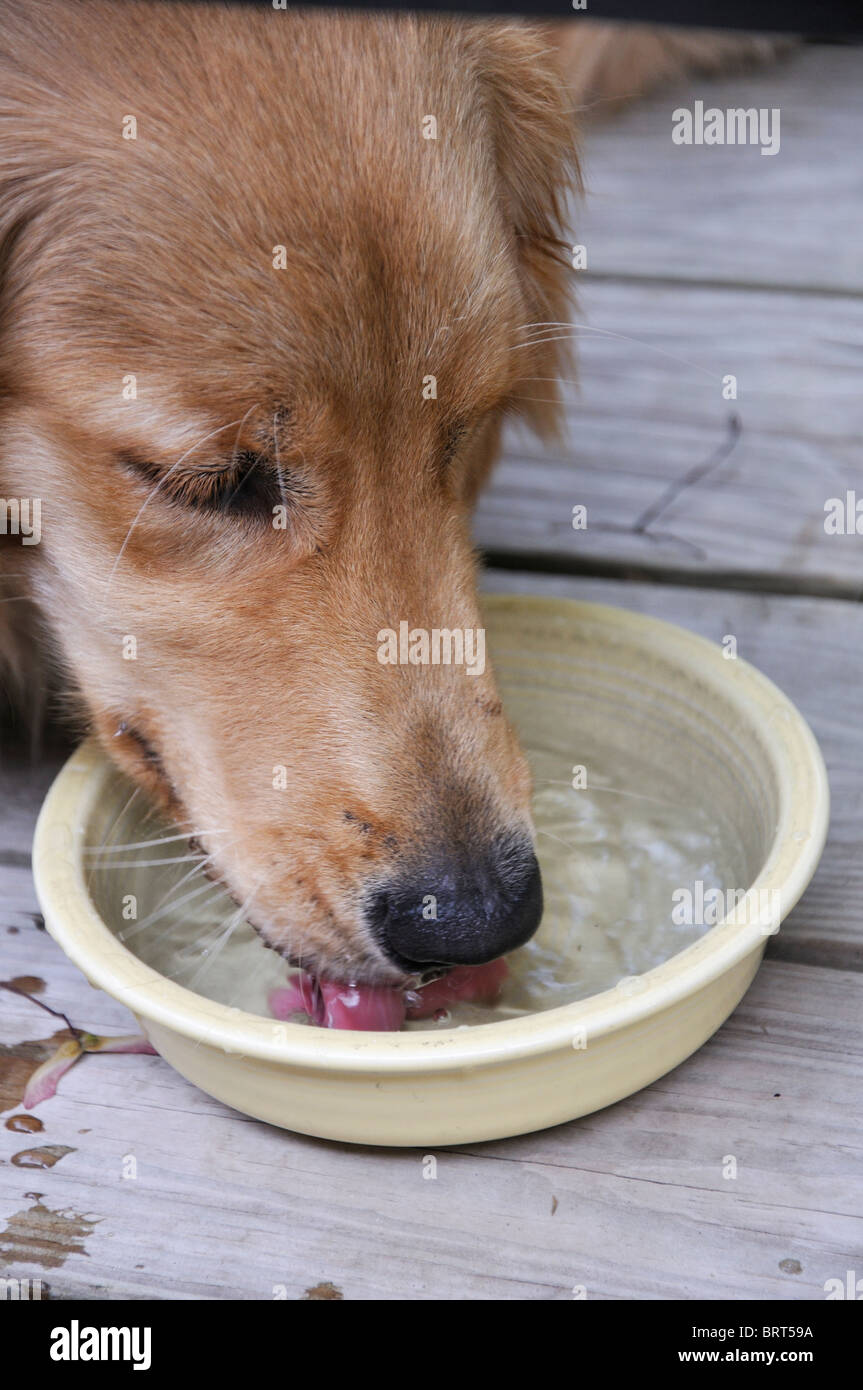 Can Golden Retriever Drink Milk