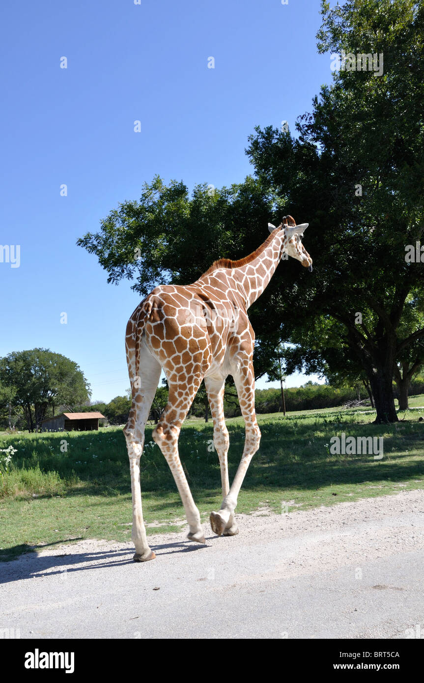 Giraffe on Texas safari Stock Photo Alamy