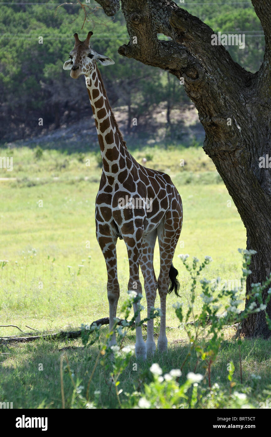 Giraffe on Texas safari Stock Photo Alamy