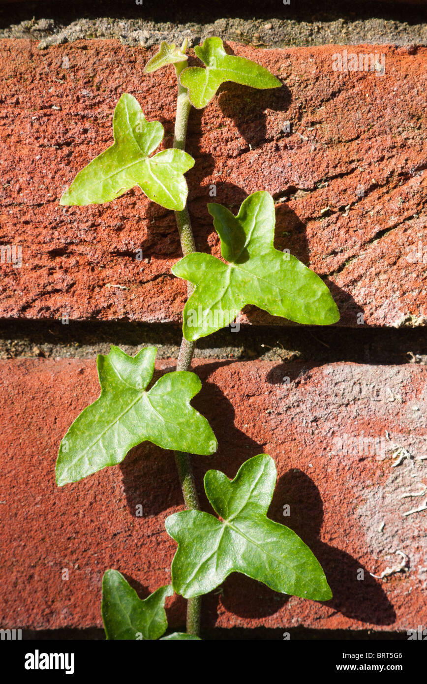 Ivy on brickwork Stock Photo