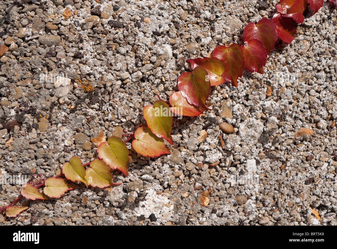 Boston Ivy changing colour in Autumn Stock Photo