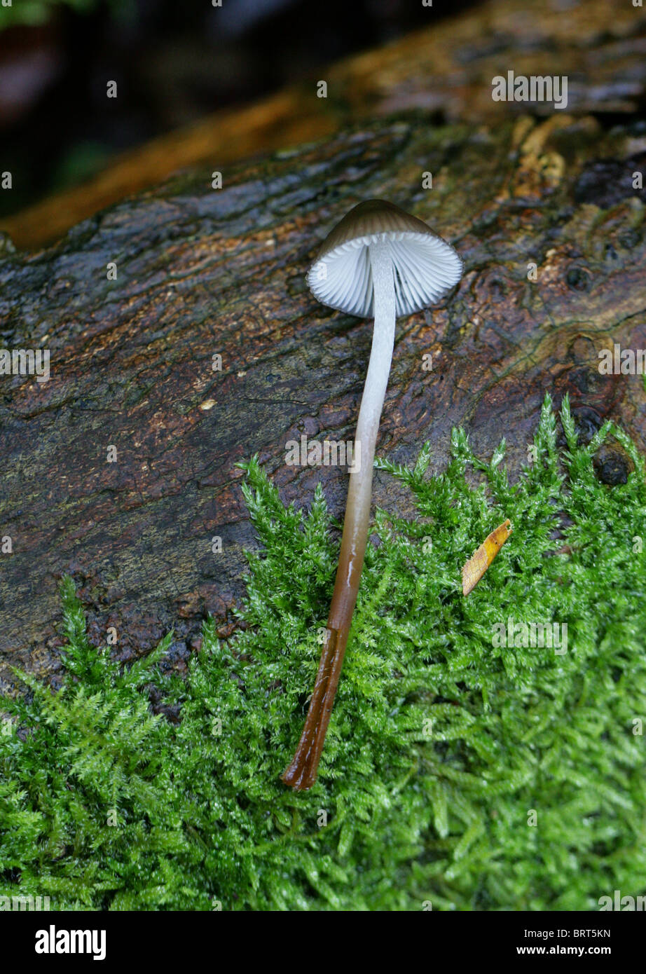 Clustered Bonnet (Single Specimen), Mycena inclinata, Mycenaceae. Stock Photo