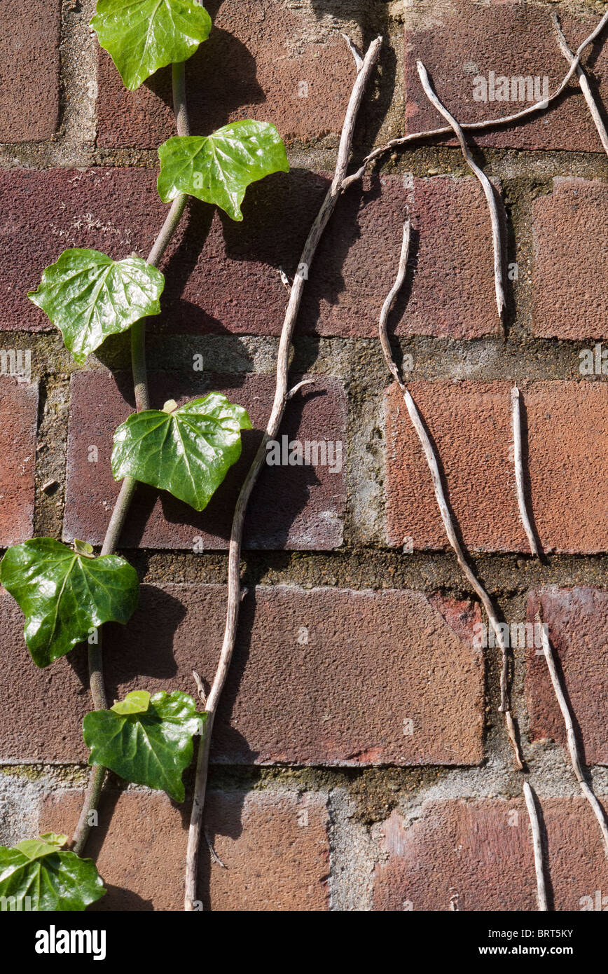 Dead and live ivy stems on brickwork Stock Photo