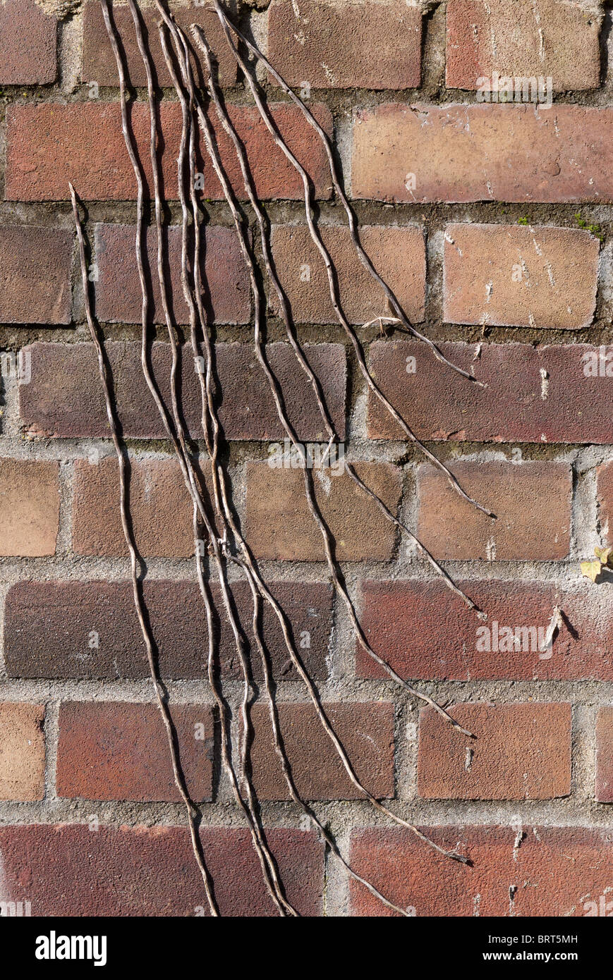 Dead ivy stems on brickwork Stock Photo