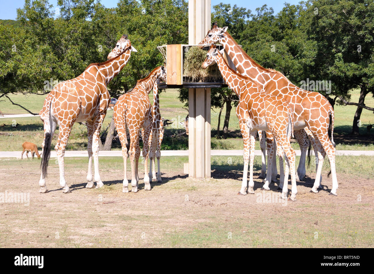 Giraffes on Texas safari Stock Photo - Alamy