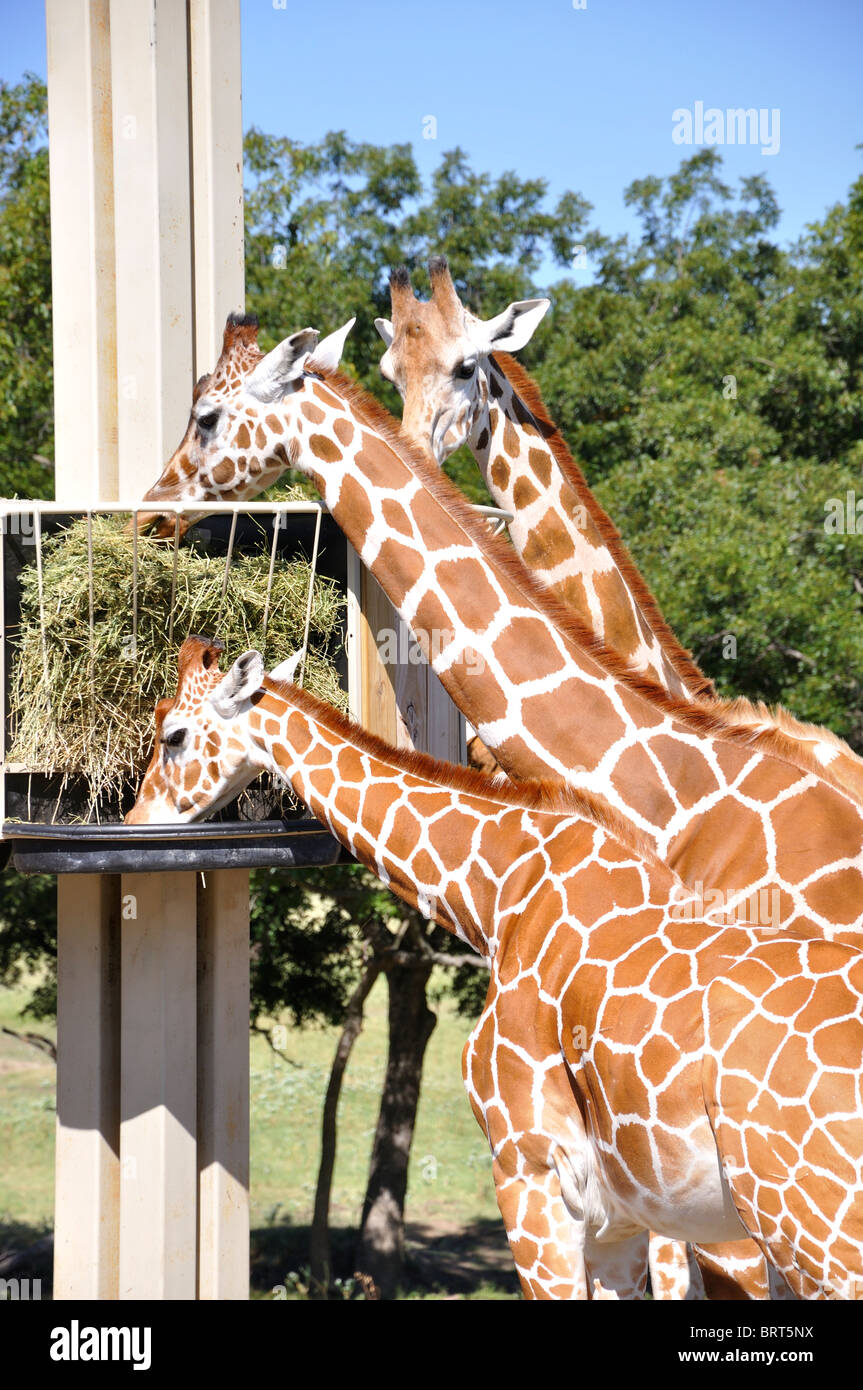 Giraffes on Texas safari Stock Photo