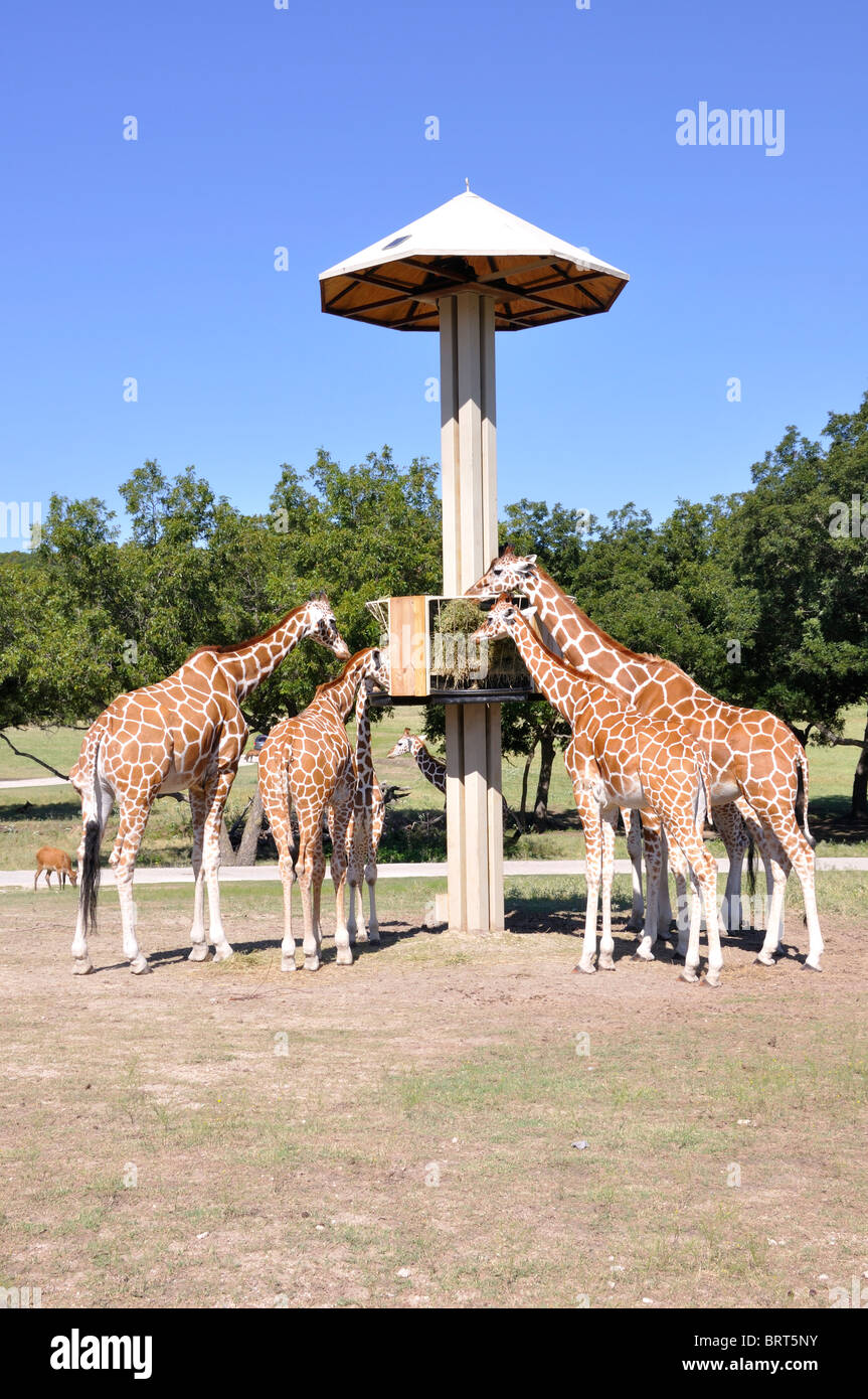Giraffes on Texas safari Stock Photo Alamy