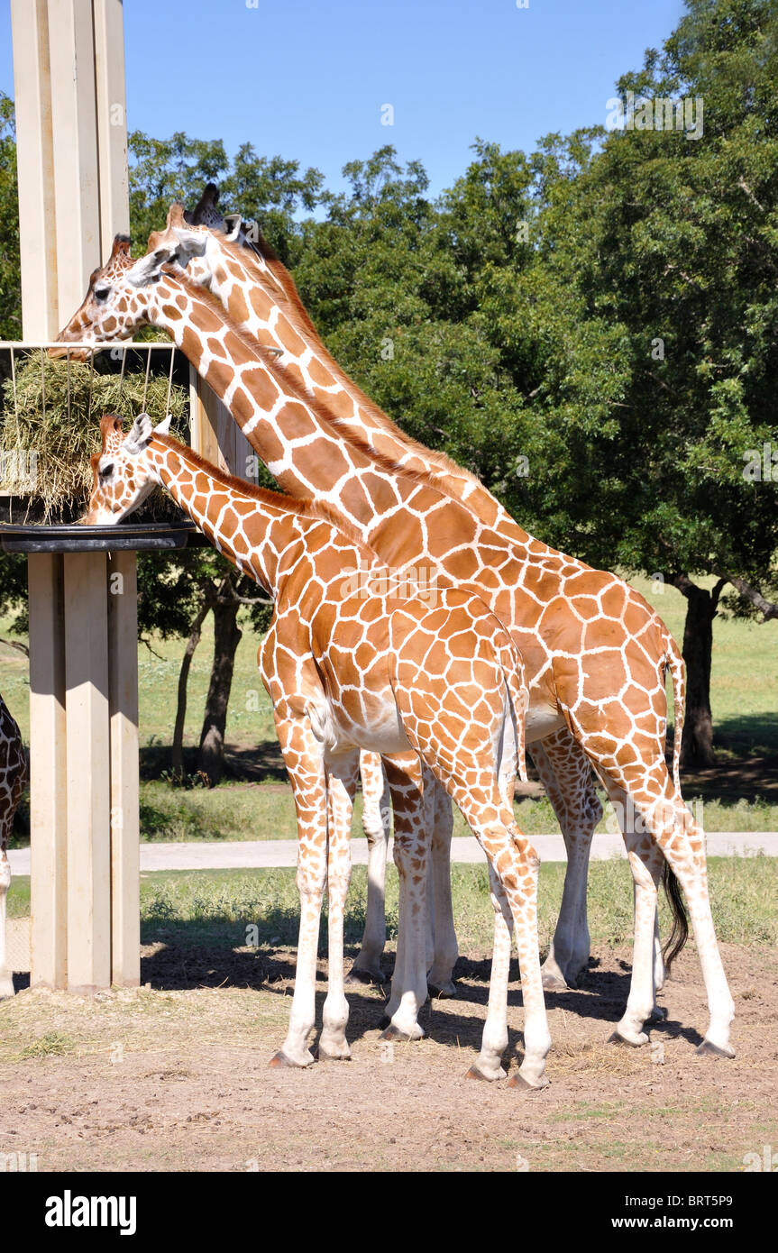 Giraffes on Texas safari Stock Photo Alamy
