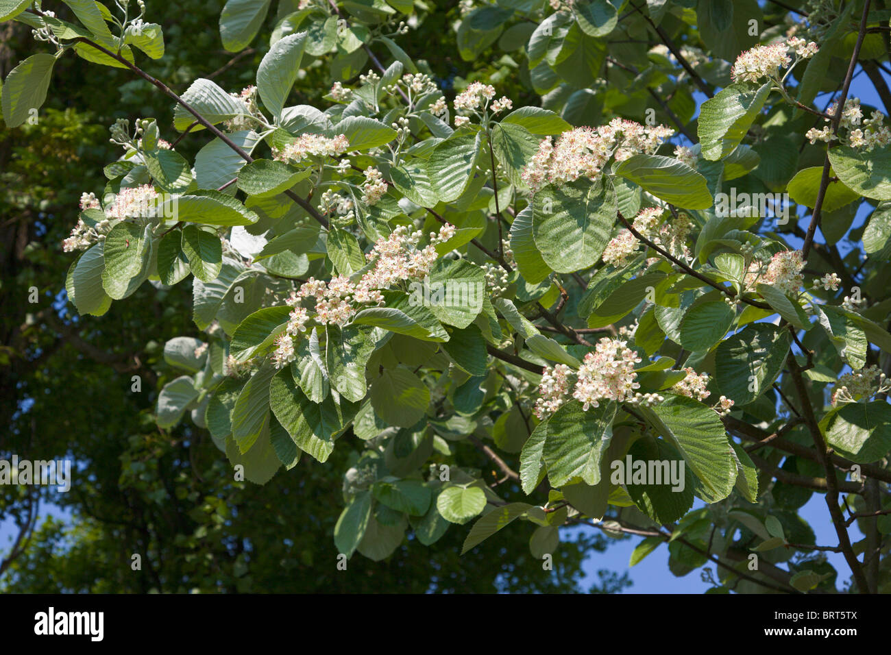 Whitebeam, Sorbus Aria Mitchellii, deciduous tree in flower Stock Photo
