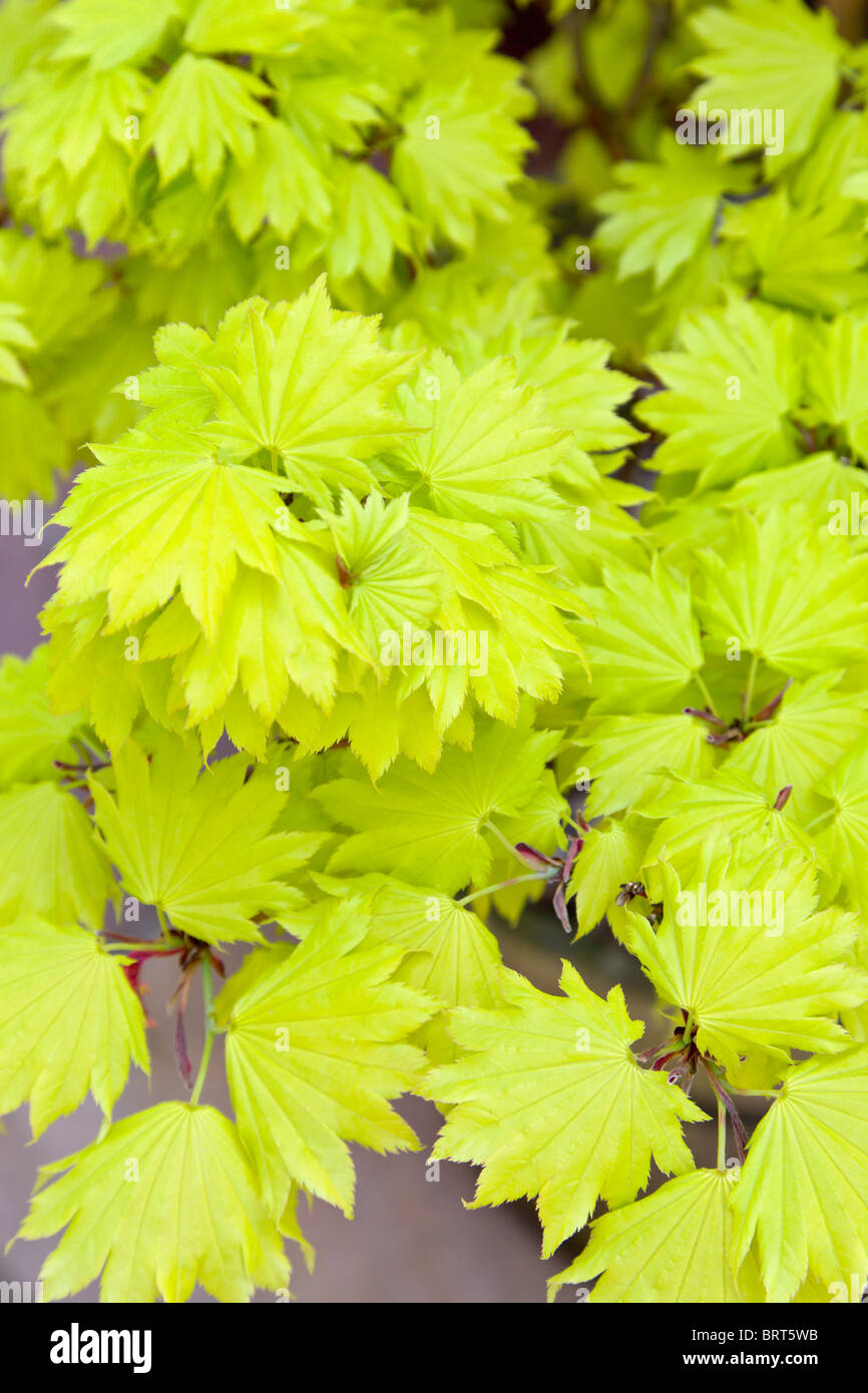 Golden Leafed Japanese Maple, Acer shirasawanum aureum Stock Photo