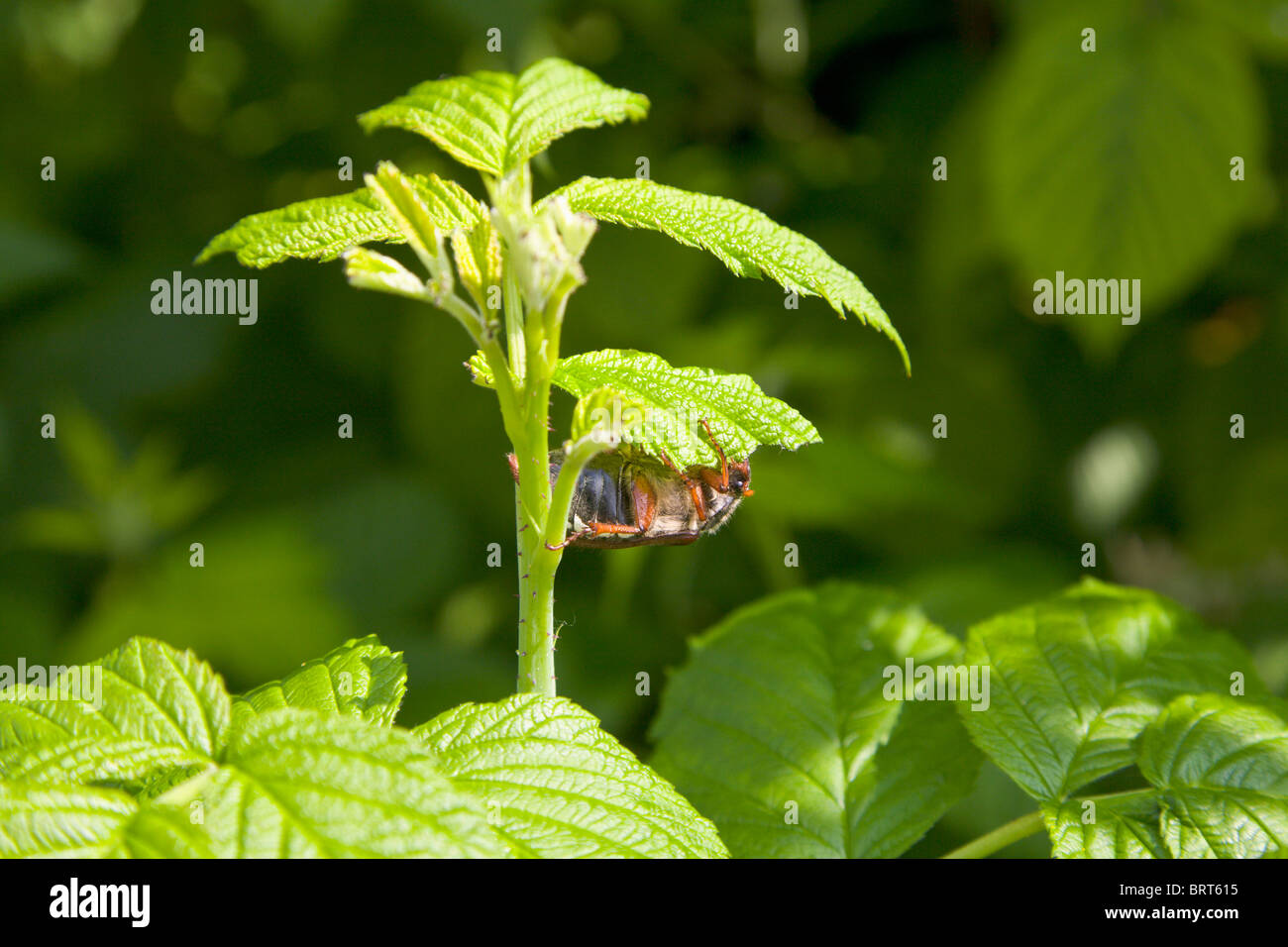 Cockchafer Beetle on raspberry leaves, England, Stock Photo