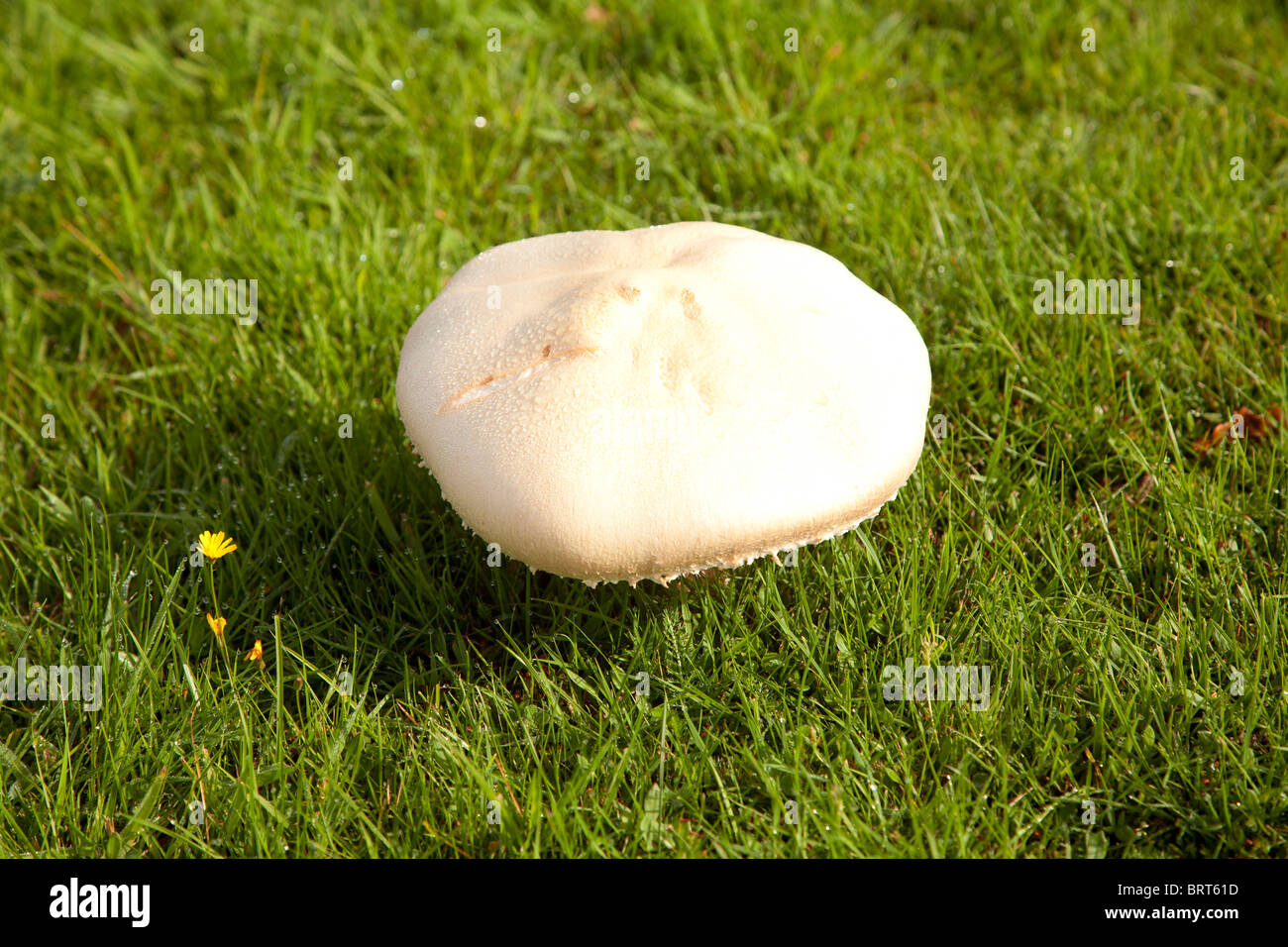Large edible field mushroom grows in grass Agaricus arvensis Stock