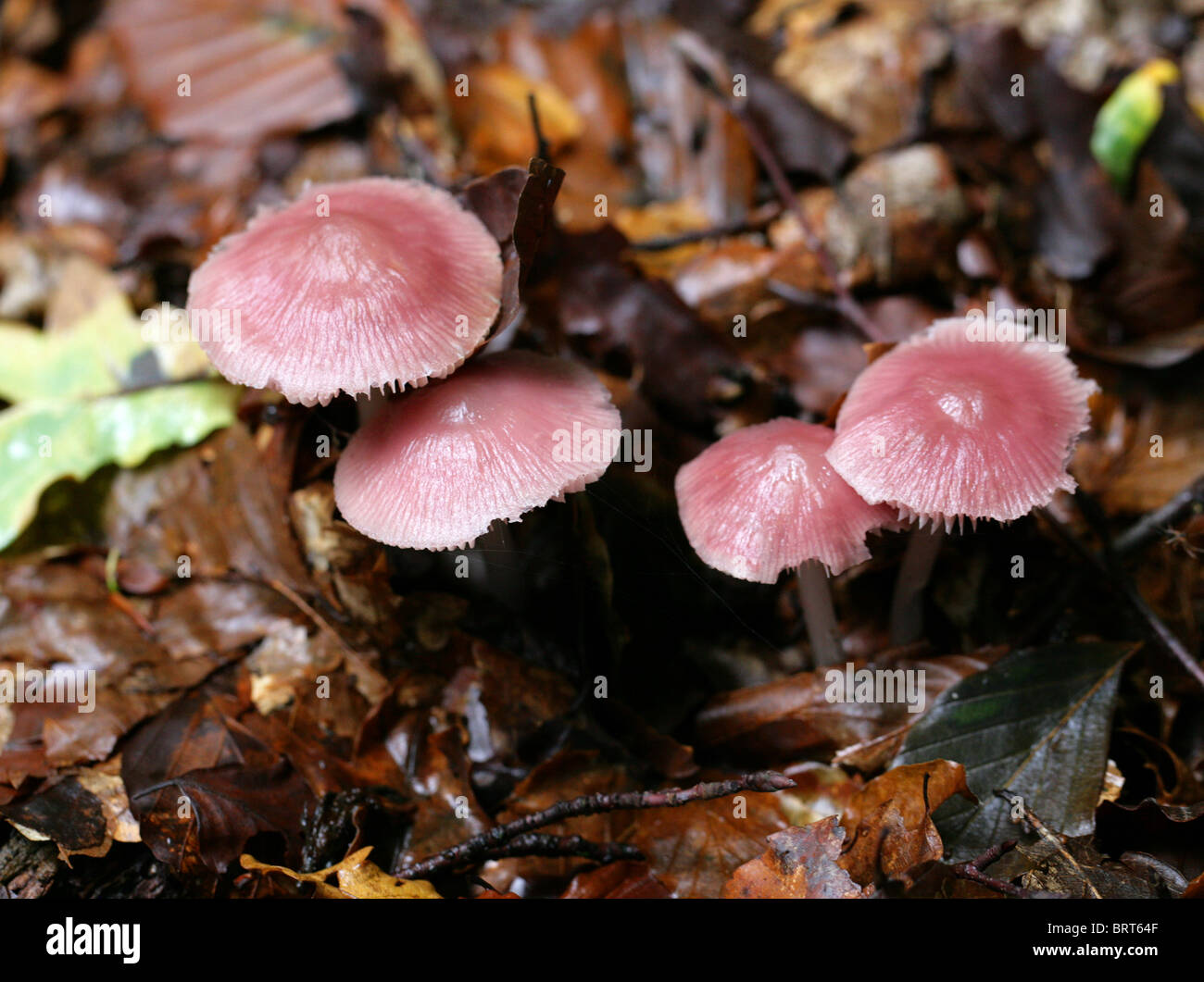 Lilac Bonnet Fungi, Mycena pura var rosea, Mycenaceae Stock Photo