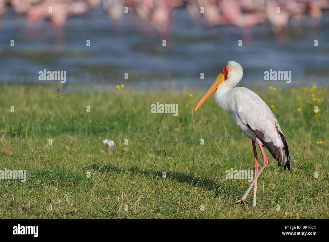 Yellow-billed stork (Mycteria ibis - Ibis ibis) walking at the edge of the lake not far from the flamingos Stock Photo