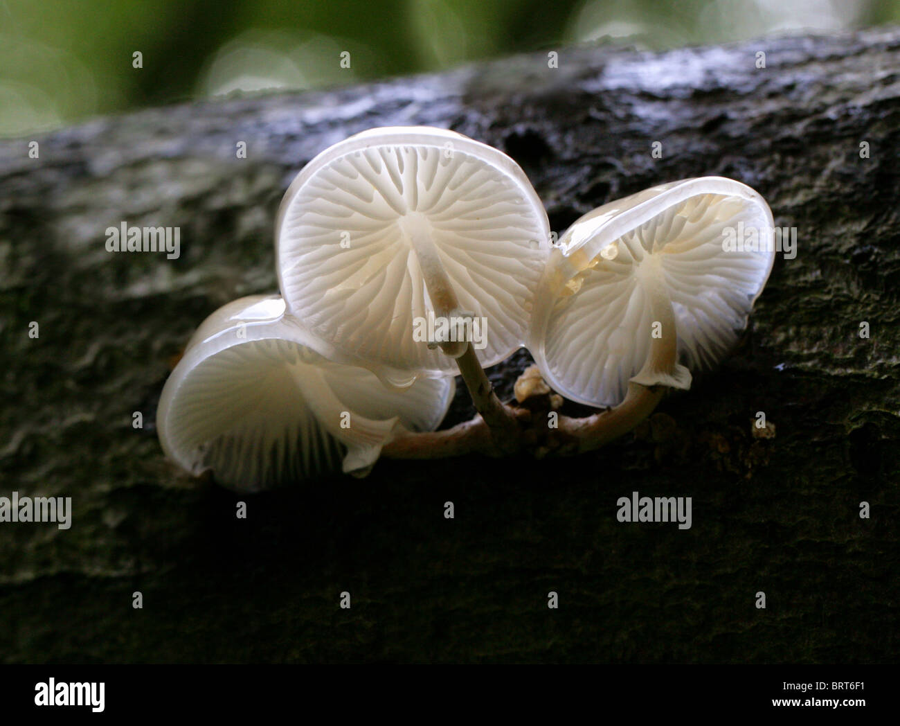 Porcelain Fungus, Slimy Beech Cap or Poached Egg Fungus, Oudemansiella mucida, Physalacriaceae Stock Photo