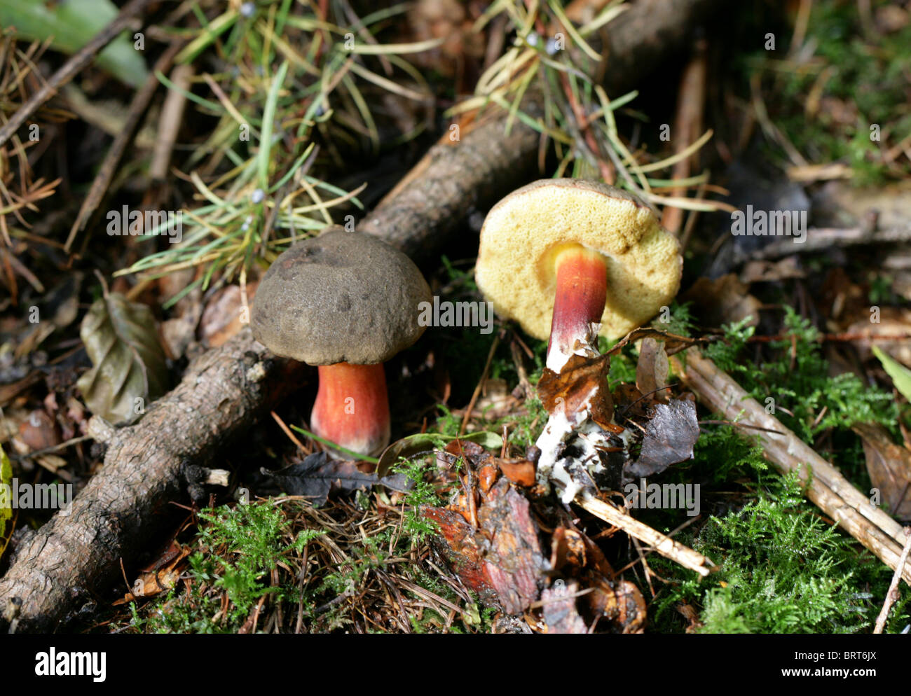 Matt Bolete, Boletus pruinatus, Boletaceae. October, Whippendell Woods. Stock Photo