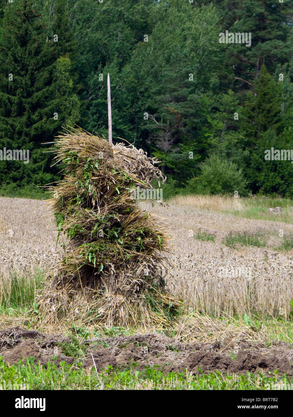Drying hay on a single stick of wood Stock Photo