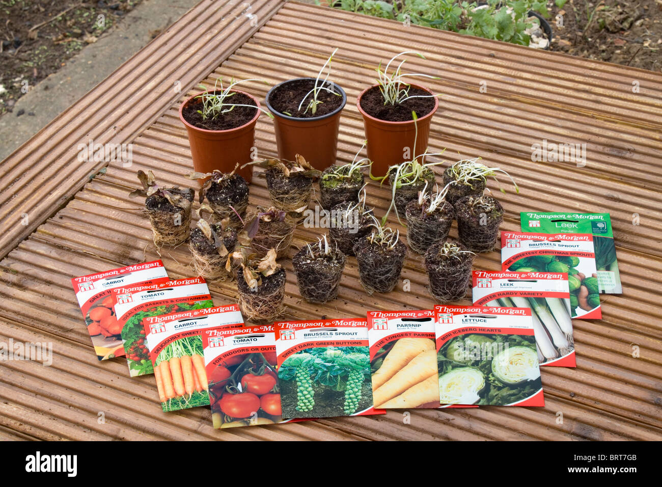 A selection of young plants and seed packets which were ordered from a catalogue and delivered by mail order Stock Photo