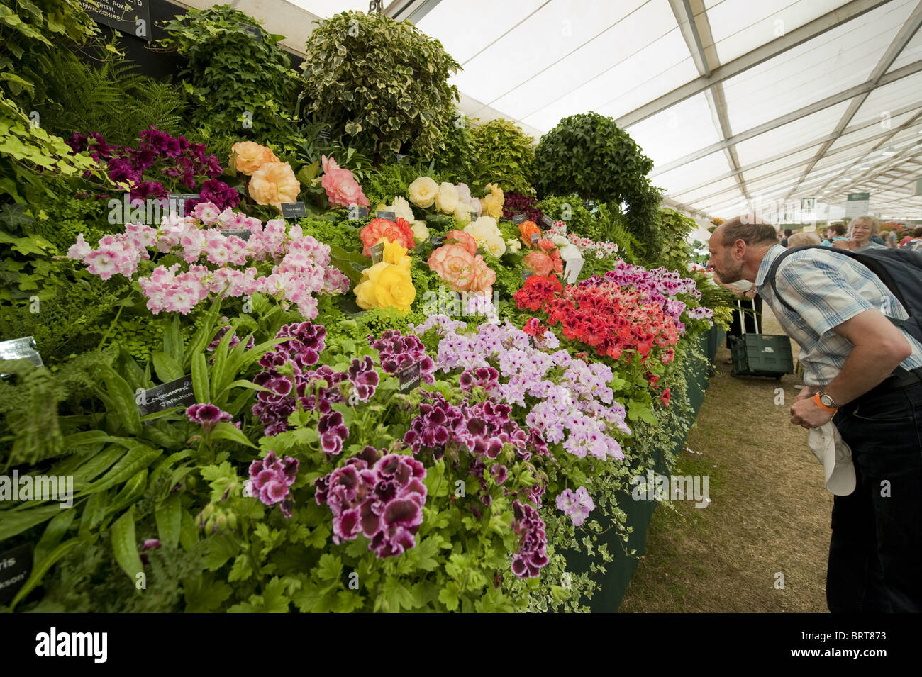 Showground visitor inside large floral marquee (viewing variety of begonia plants, vivid colours) - RHS Flower Show, Tatton Park, Cheshire England UK. Stock Photo
