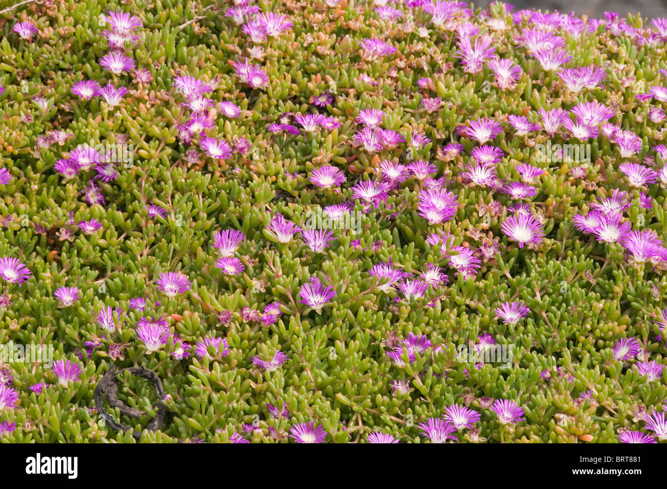 Purple Dewplant Disphyma crassifolium growing on the cliffs at Lizard Point Cornwall England UK Stock Photo