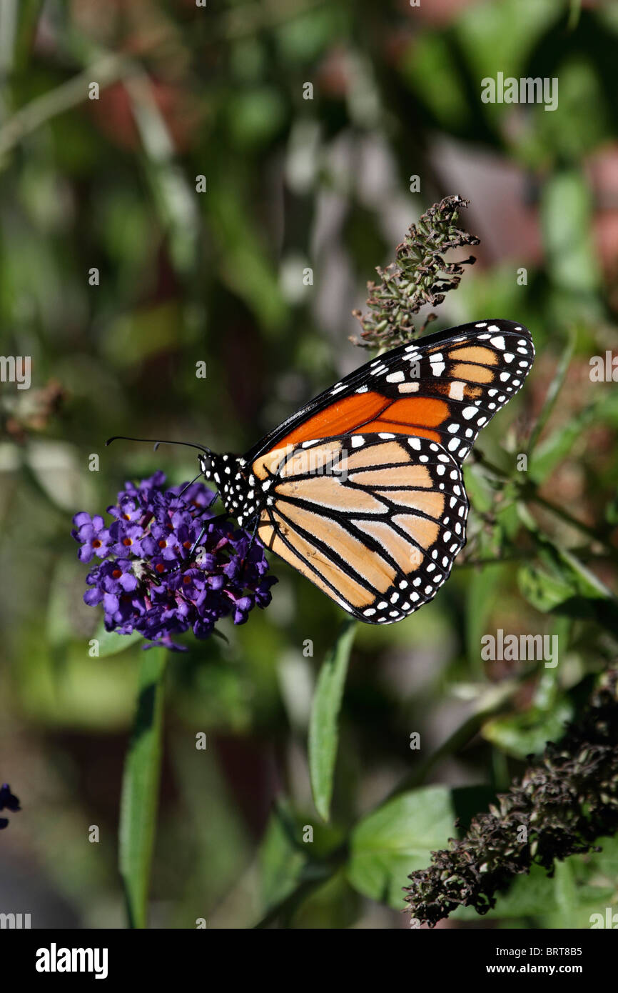 Monarch butterfly danaus plexippus feeding hi-res stock photography and ...