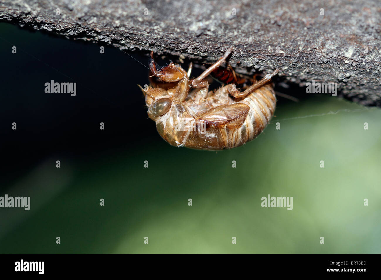 A discarded skin from a Cicada, Tibicen linnei, hanging from a tree limb. Stock Photo