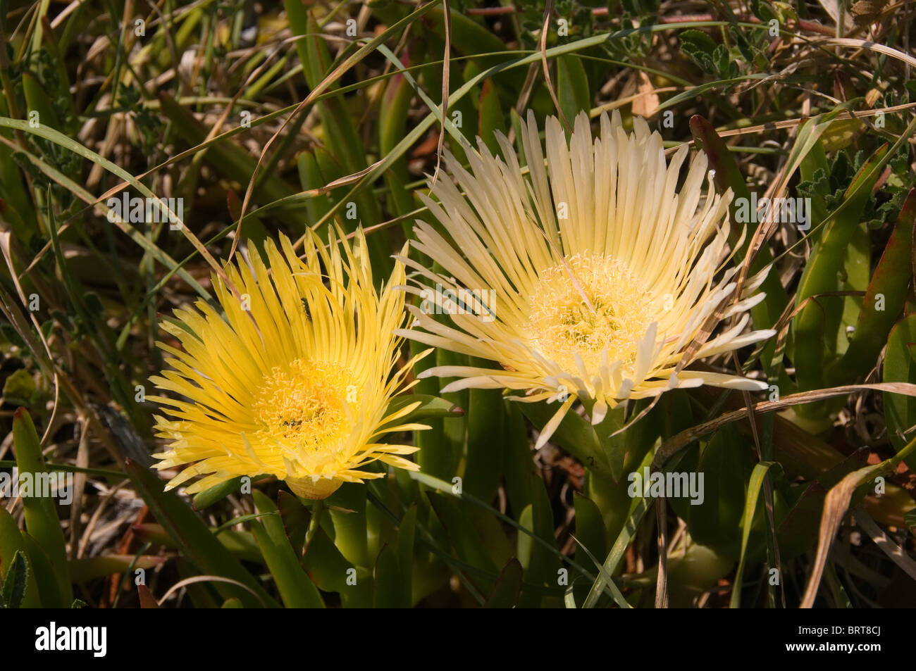 Hottentot Fig a South African plant growing on the cliffs at Lizard Point Cornwall England UK Stock Photo