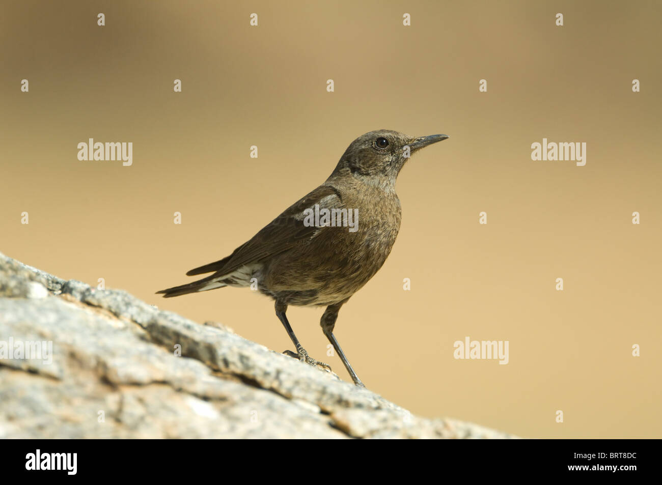 Mountain Chat Oenanthe monticola Goegap Nature Reserve Namaqualand South Africa Stock Photo