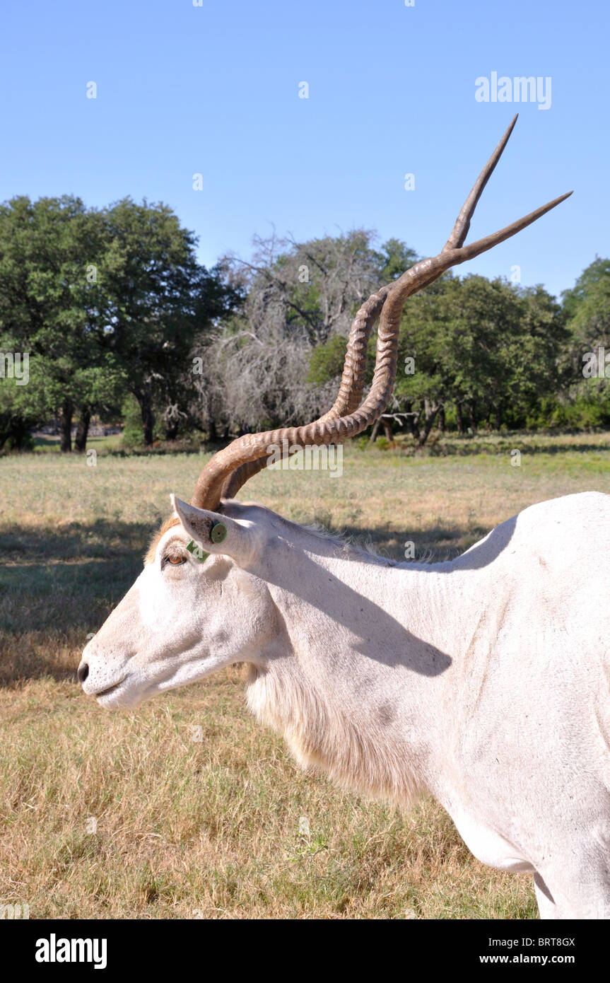 Addax horns hires stock photography and images Alamy