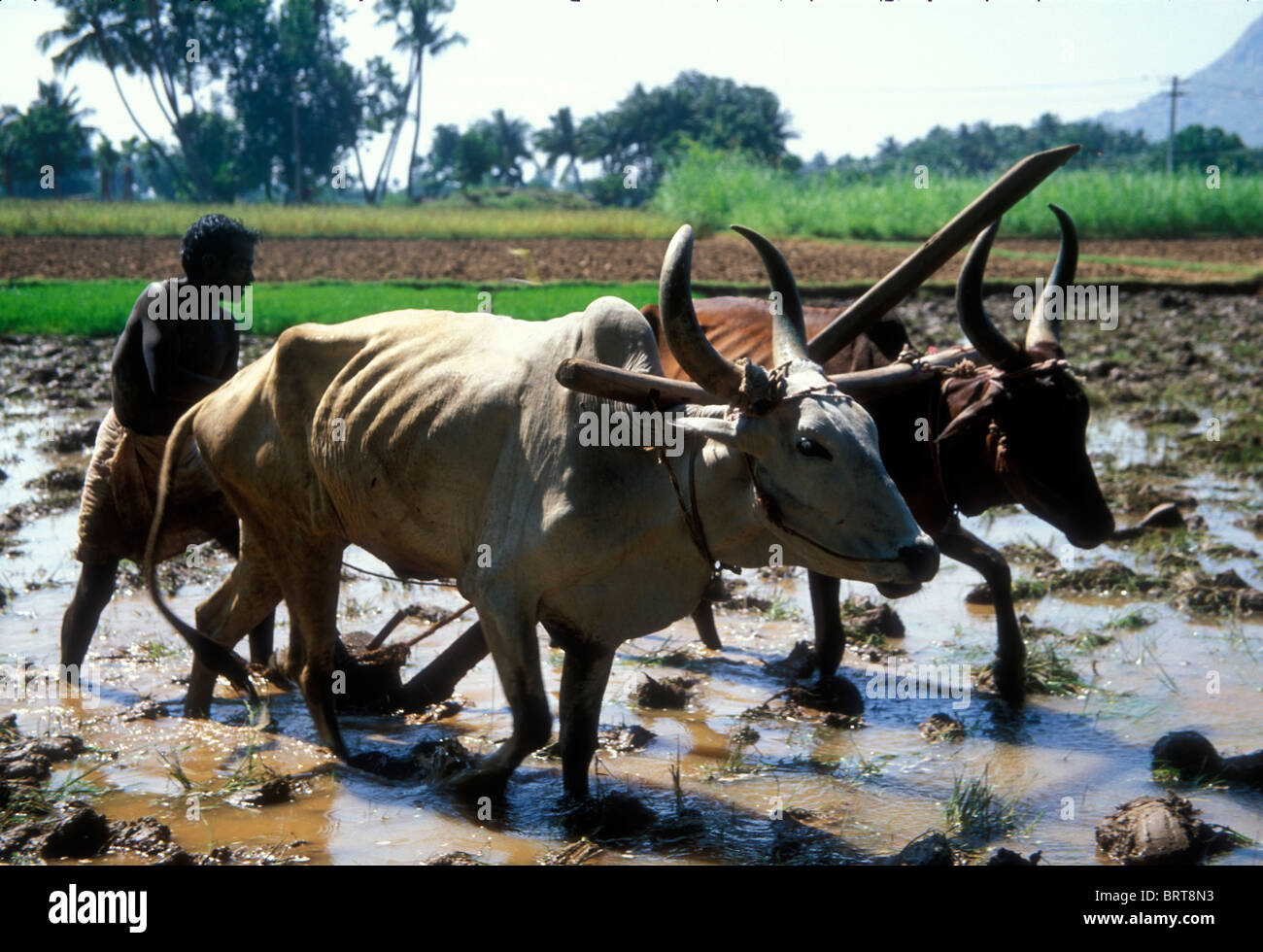 Farmer with oxen ploughing rice field in Tamil Nadu India, 2004 Stock Photo