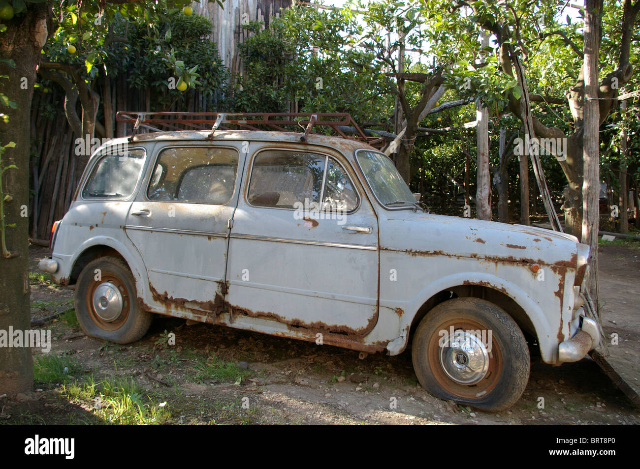 Rusty Fiat car in Sorrento lemon grove Stock Photo Alamy