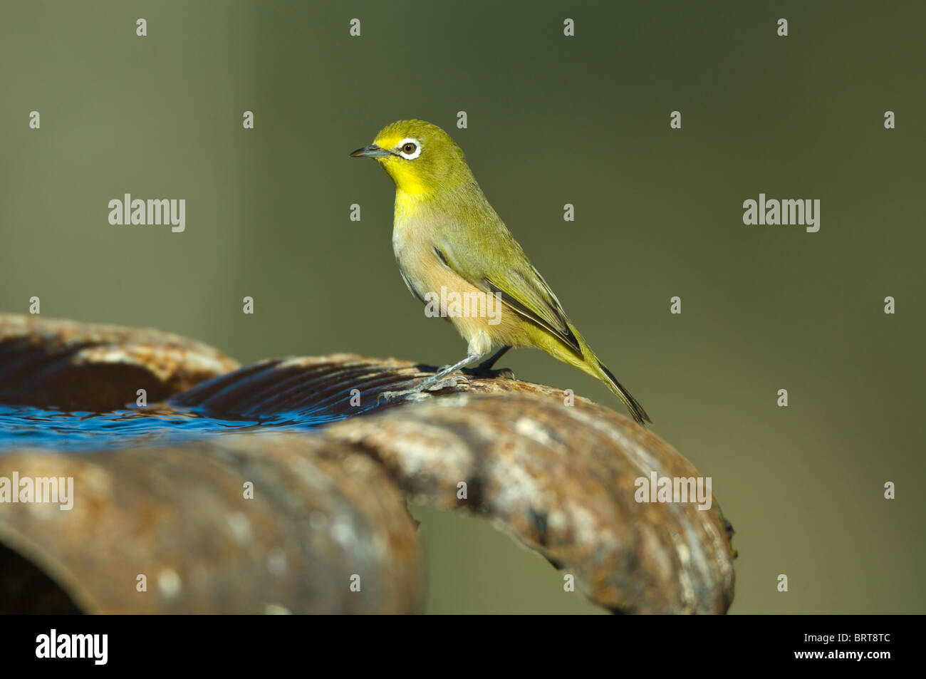 Cape White-Eye Zosterops virens Namaqualand Northern Cape South Africa Stock Photo