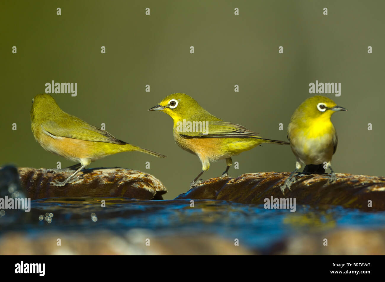 Cape White-Eyes Zosterops virens Namaqualand Northern Cape South Africa Stock Photo