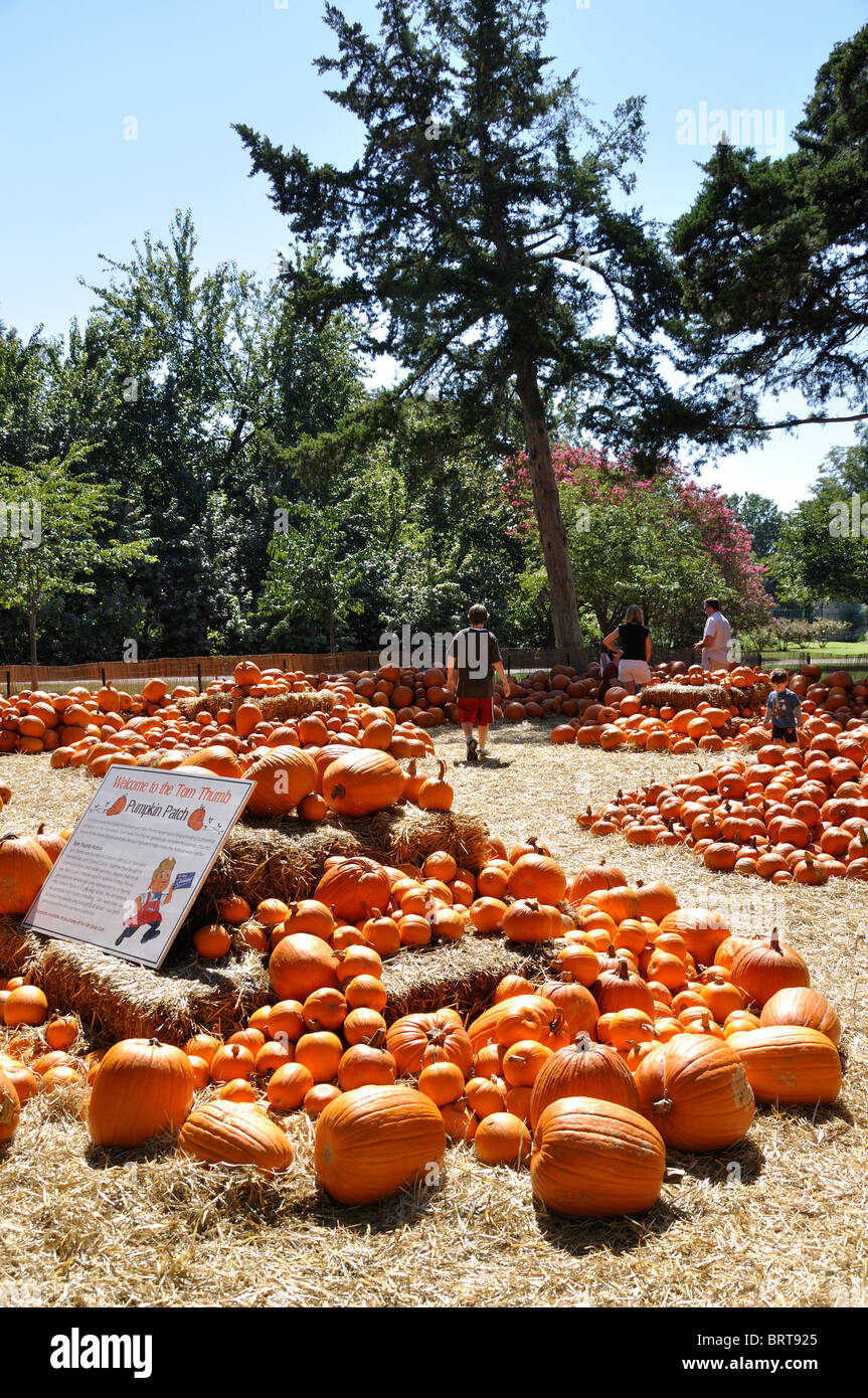 Pumpkins, Dallas Arboretum, Texas, USA Stock Photo Alamy