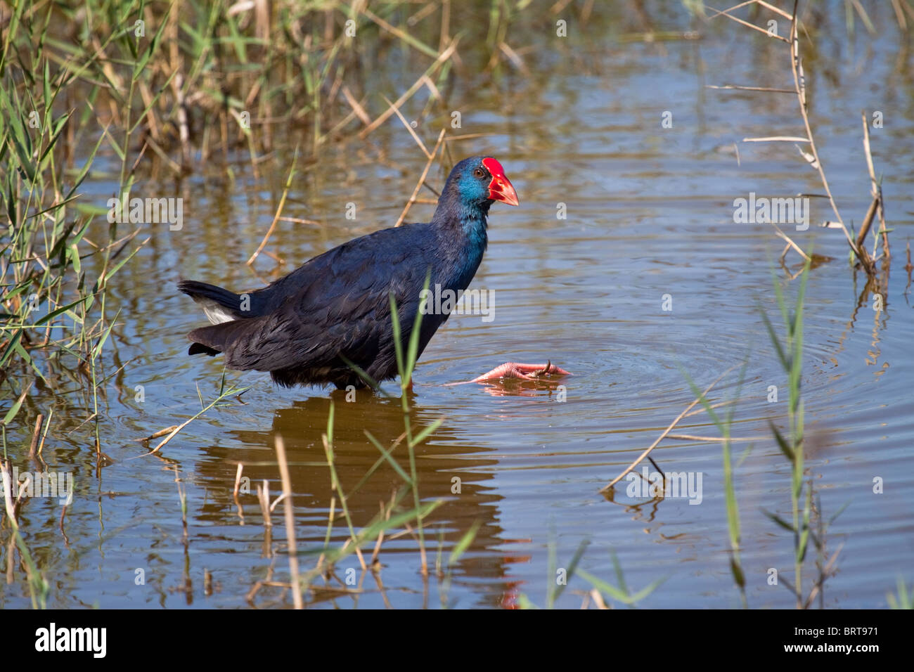 Purple Gallinule wading through shallow water in reed bed with large foot showing as it strides along Stock Photo