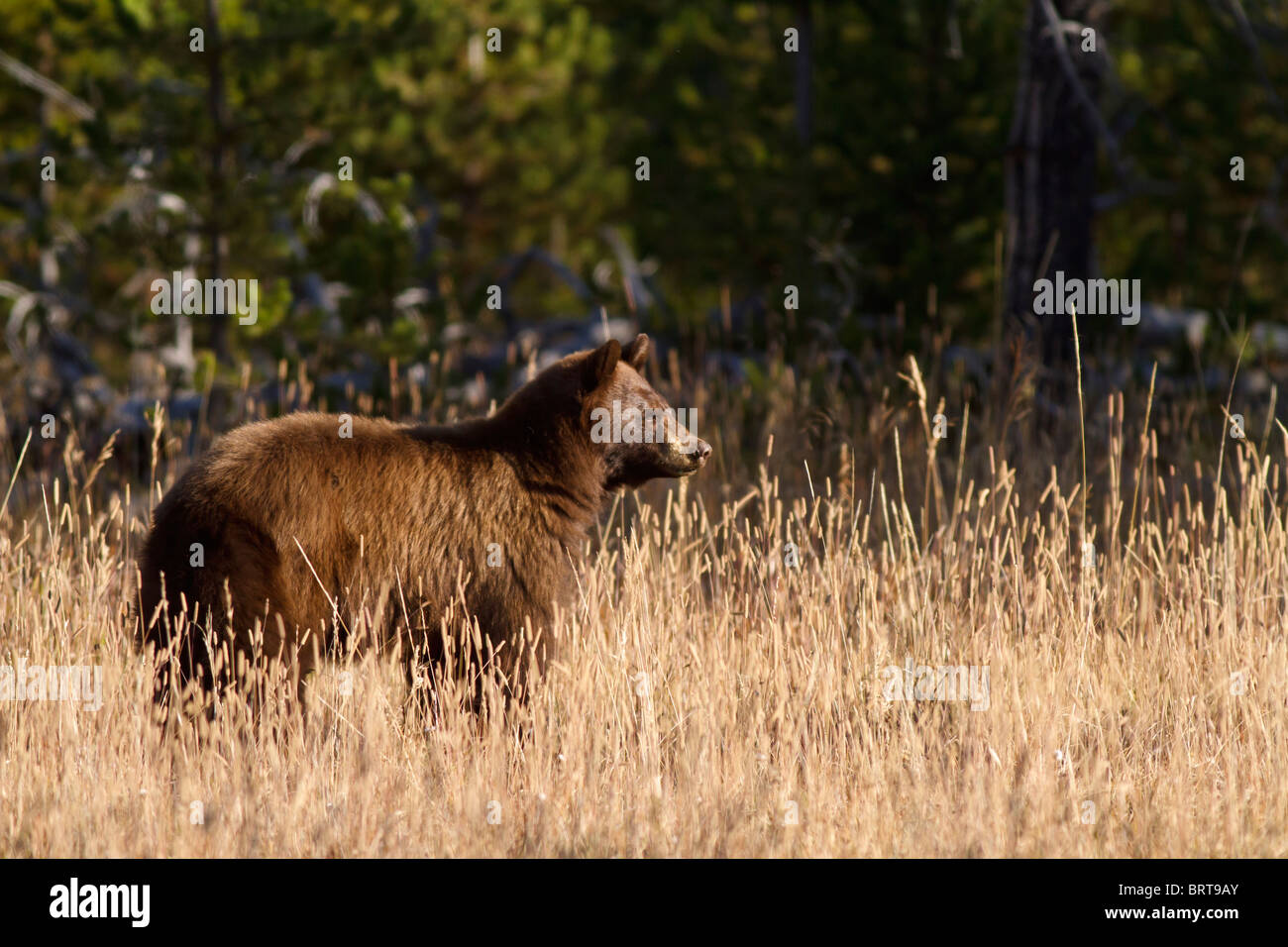 Cinnamon bear hires stock photography and images Alamy