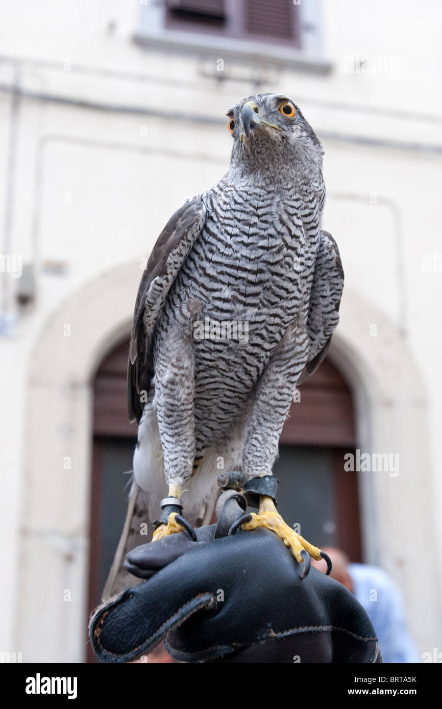 bird birds rapacious flight predatory predator falconer falconers
