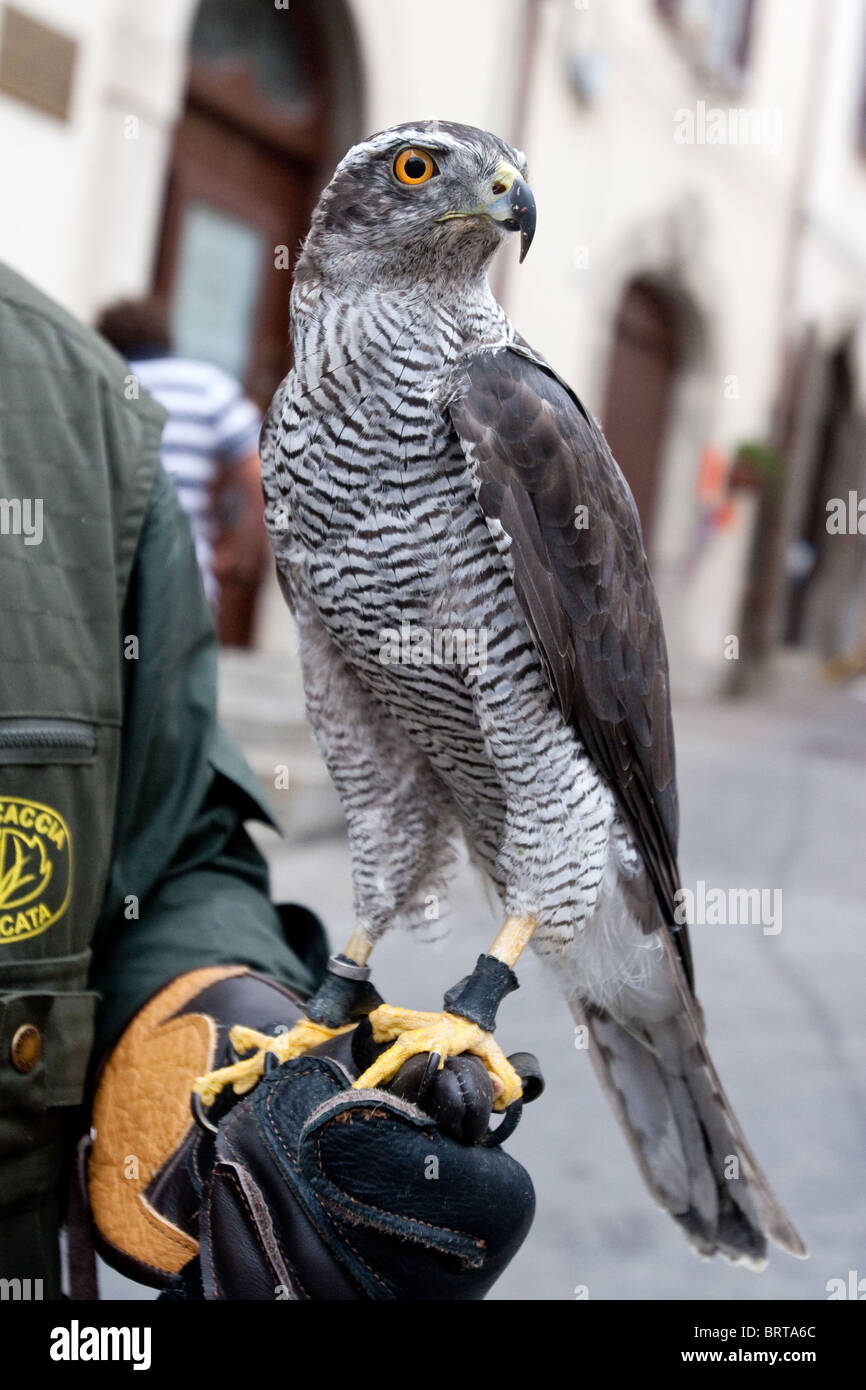 bird birds rapacious flight predatory predator falconer falconers