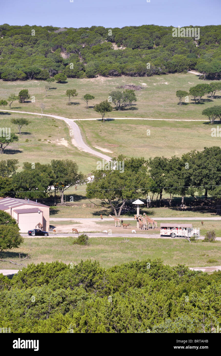 View of safari ranch in Glen Rose, Texas, USA giraffes eating from