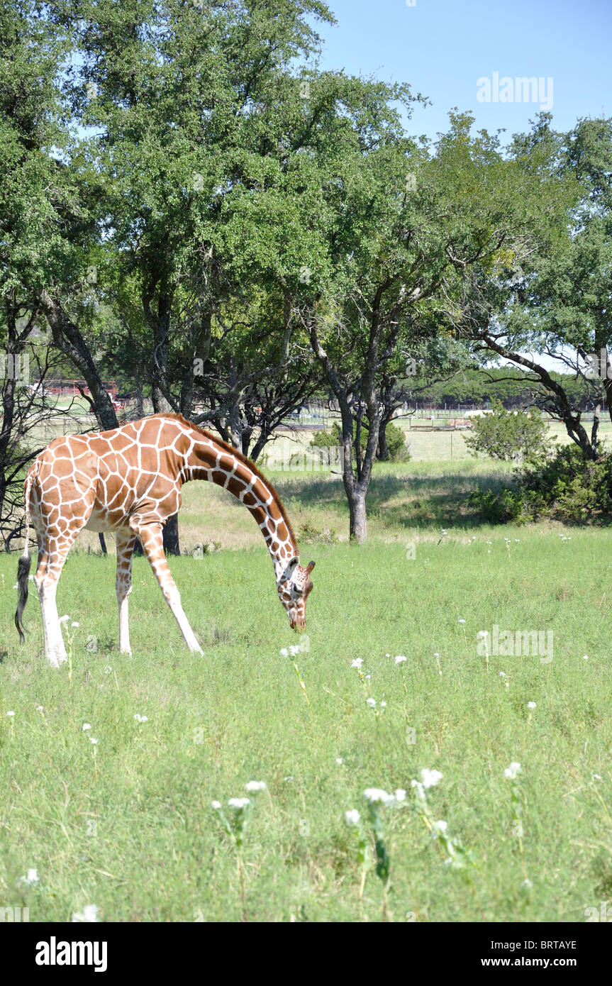 Giraffe on Texas safari Stock Photo Alamy