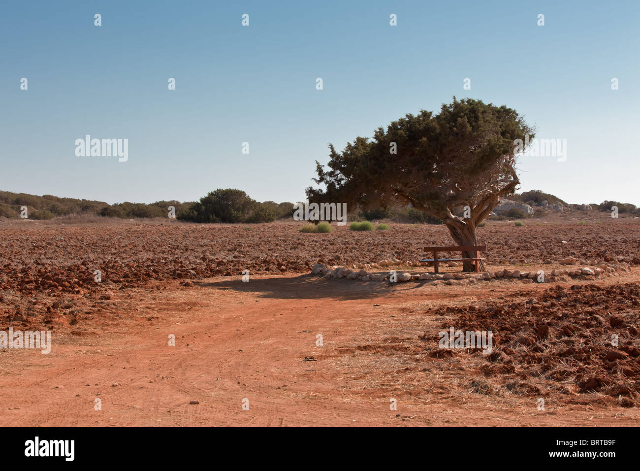 Crete Landscape: Old Olive tree in a red field Stock Photo - Alamy