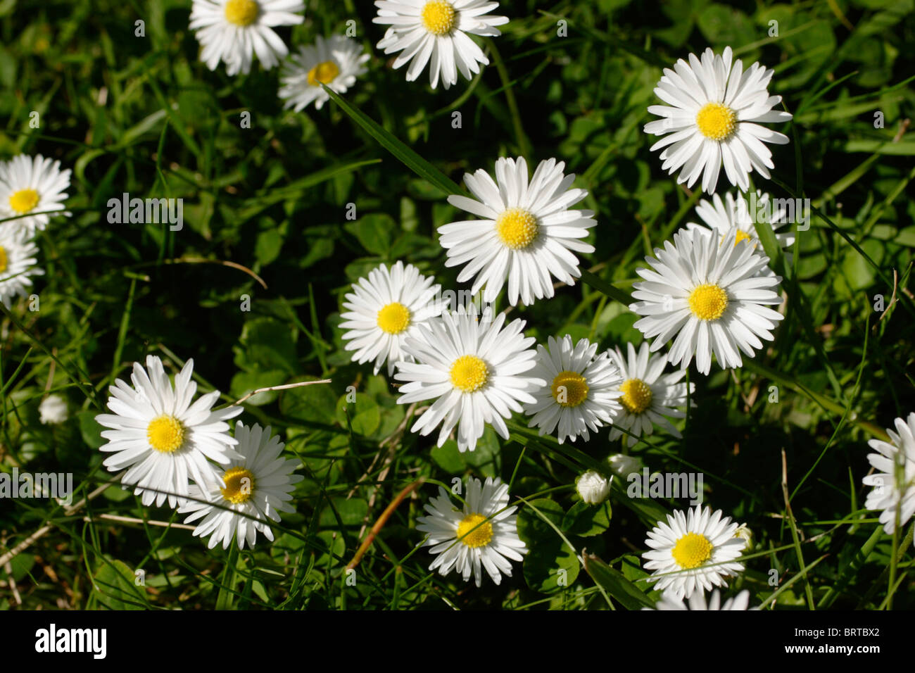 Daisies in lawn Stock Photo