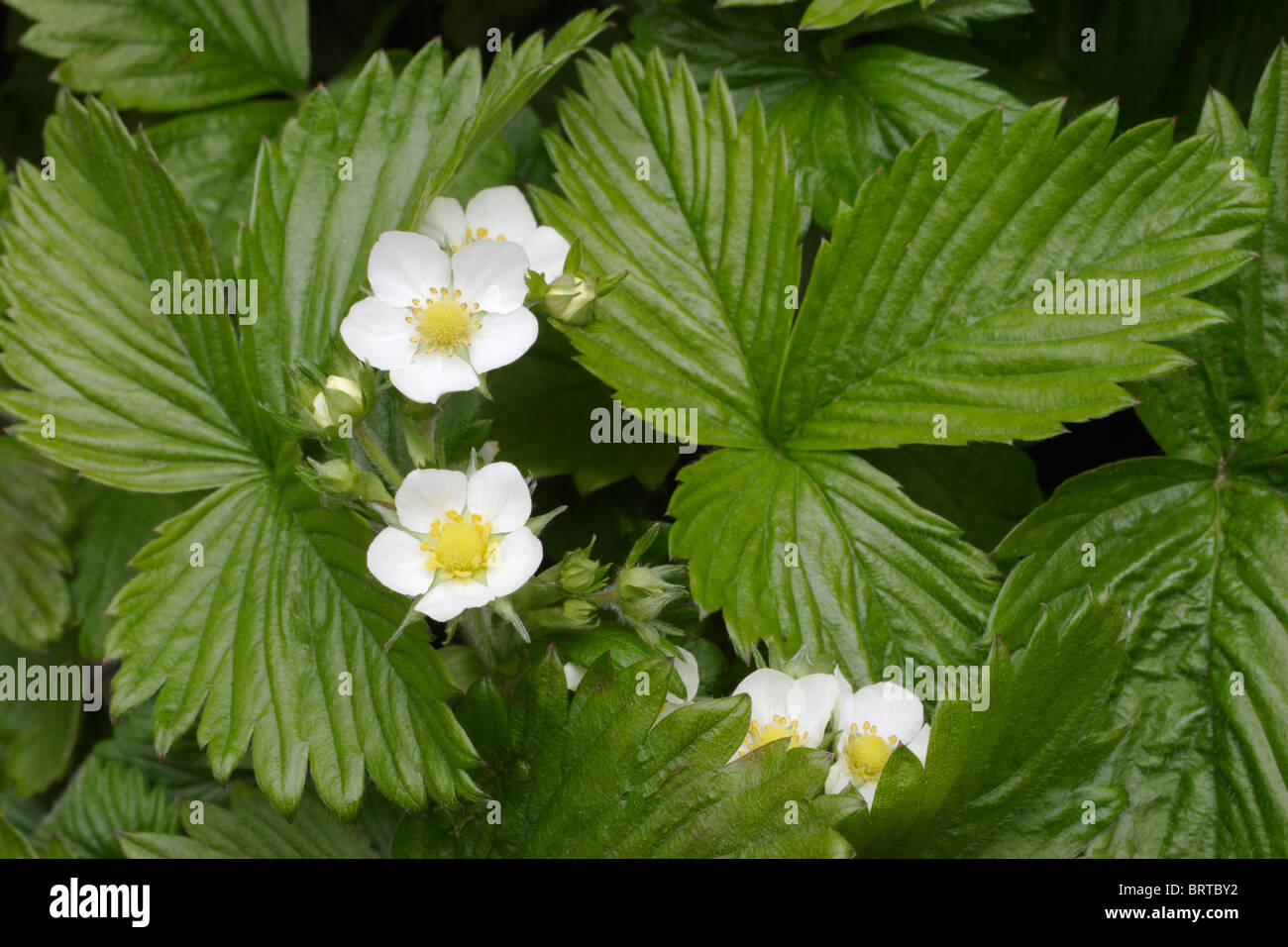 Wild strawberry plant in bloom Stock Photo - Alamy