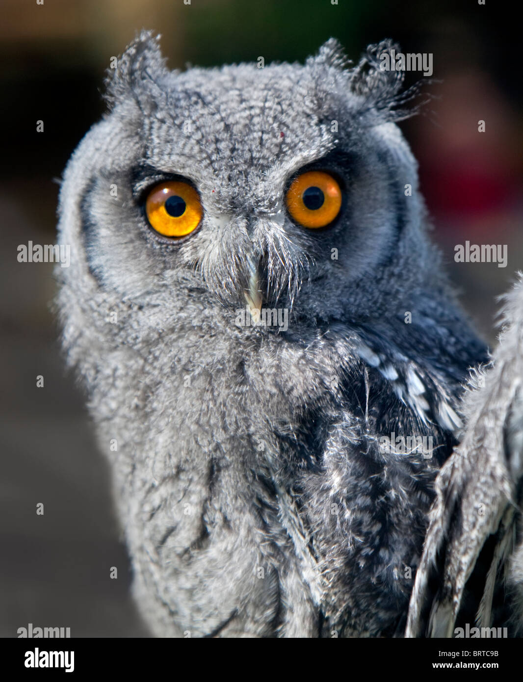 Fledgling White Faced Scops Owl (ptilopsis leucotis) Stock Photo