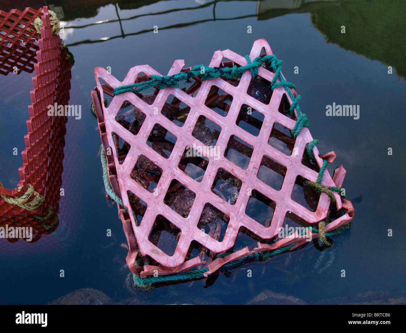 Crate full of crabs, being kept in water to keep them alive for