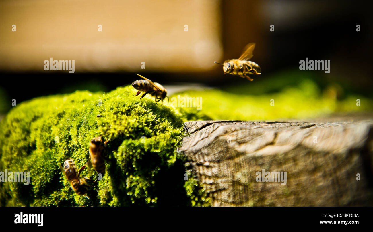 Bee landing Stock Photo Alamy